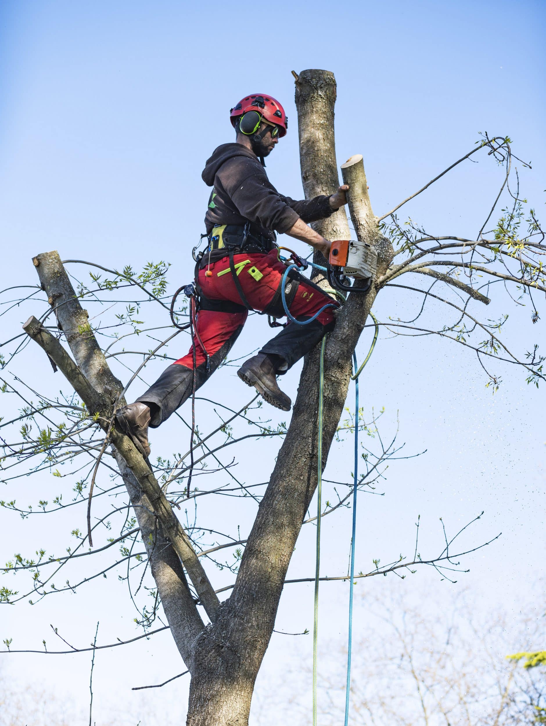 potatura alberi in quota con tree climbing a Viterbo e provincia